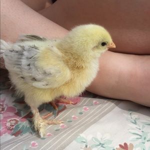 Meet your Posher, Abby